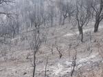 Alcornocal con brezos quemado