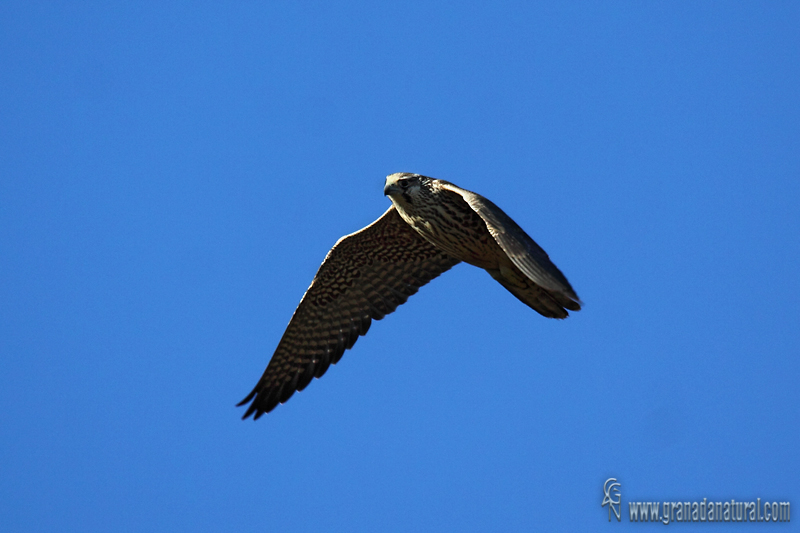 Falco columbarius - Esmerejn