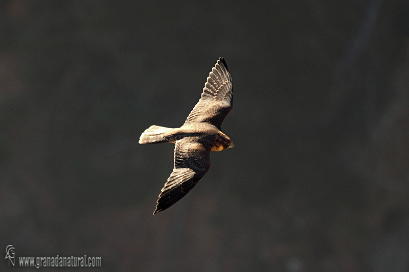 Falco peregrinus - Halcn peregrino