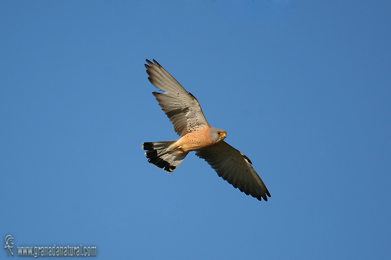 Falco naumanni - Cerncalo primilla