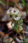Lomelosia stellata 1