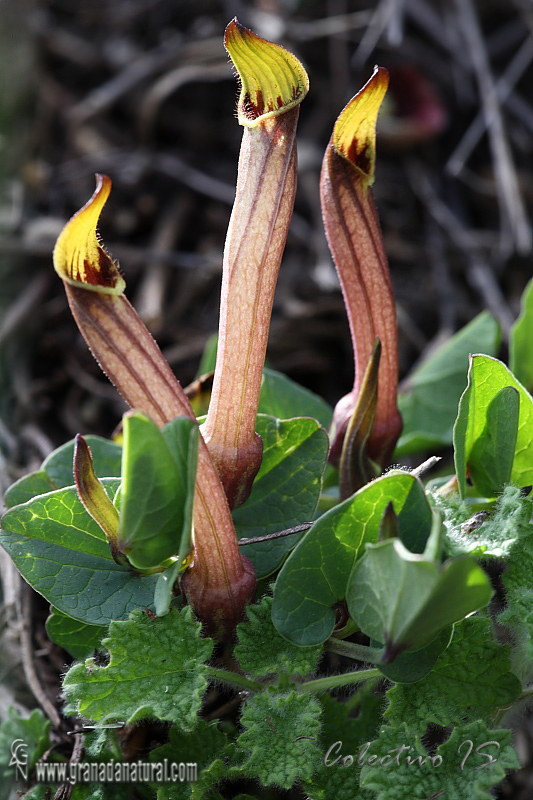 Aristolochia paucinervis 1