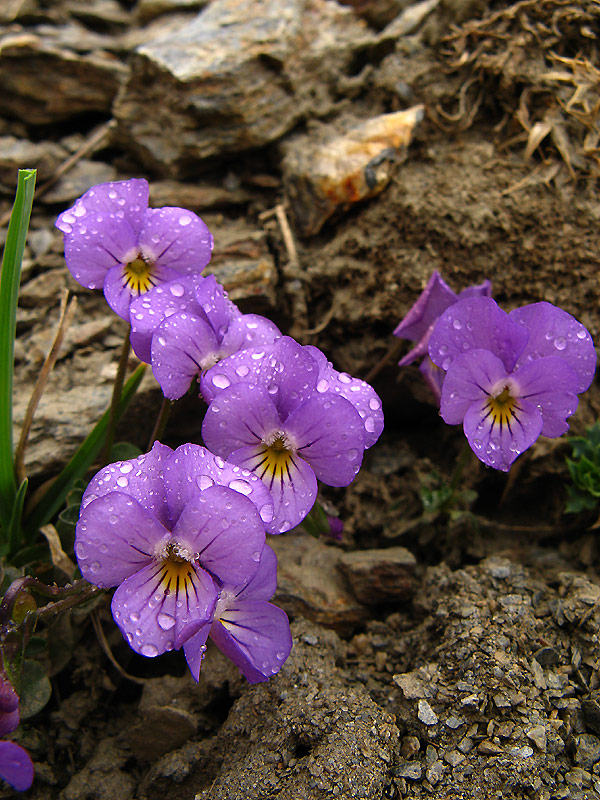 Viola Crassiuscula