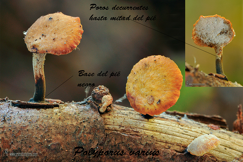 Polyporus varius. Hongos de Granada